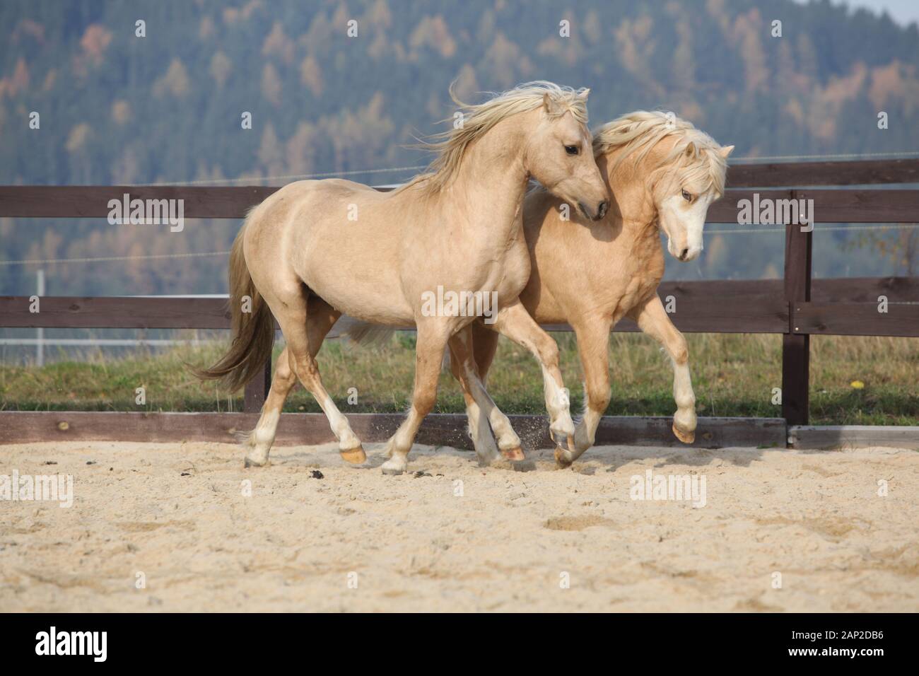Two amazing palomino stallions playing together in autumn, welsh