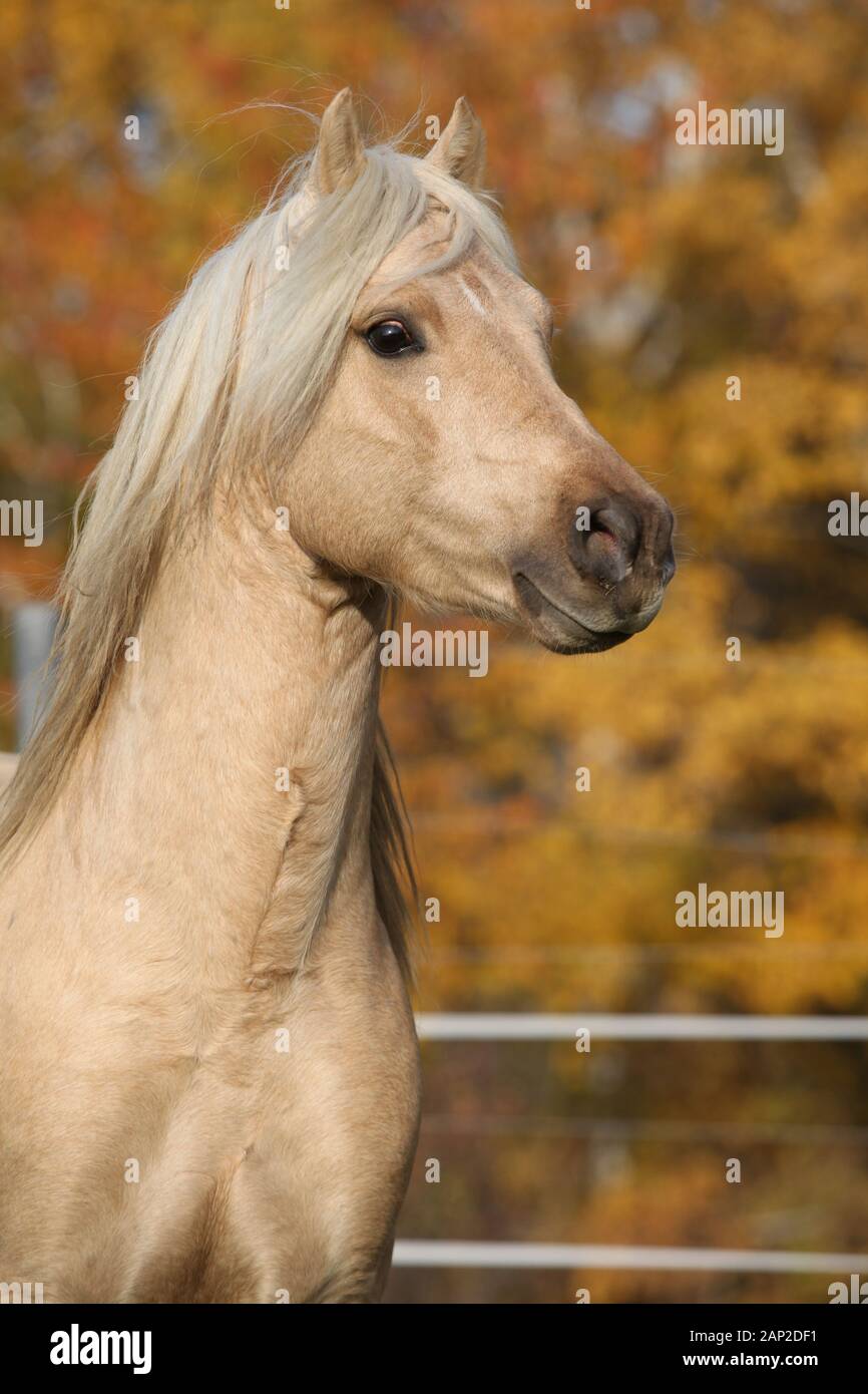 Welsh pony of cob type hires stock photography and images Alamy