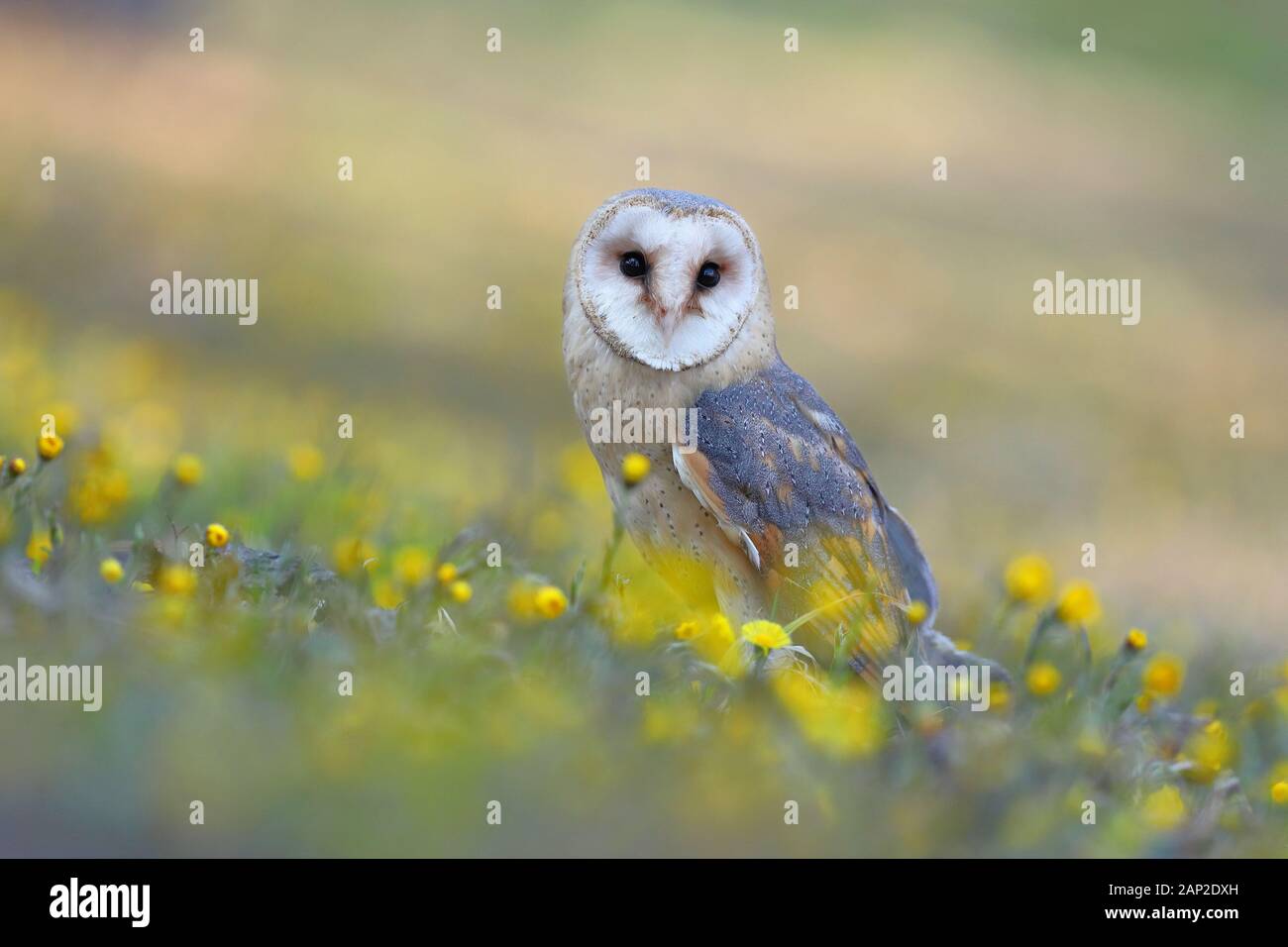 Barn owl sitting on the ground between yellow wild flowers in summer Stock Photo
