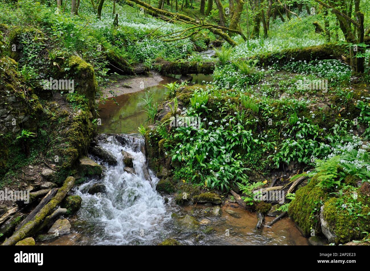 A small Stream flows over a waterfall in a wooded valley in spring time. Ransoms,(Allium ursinum),also known as wild garlic, buckrams, broad-leaved ga Stock Photo