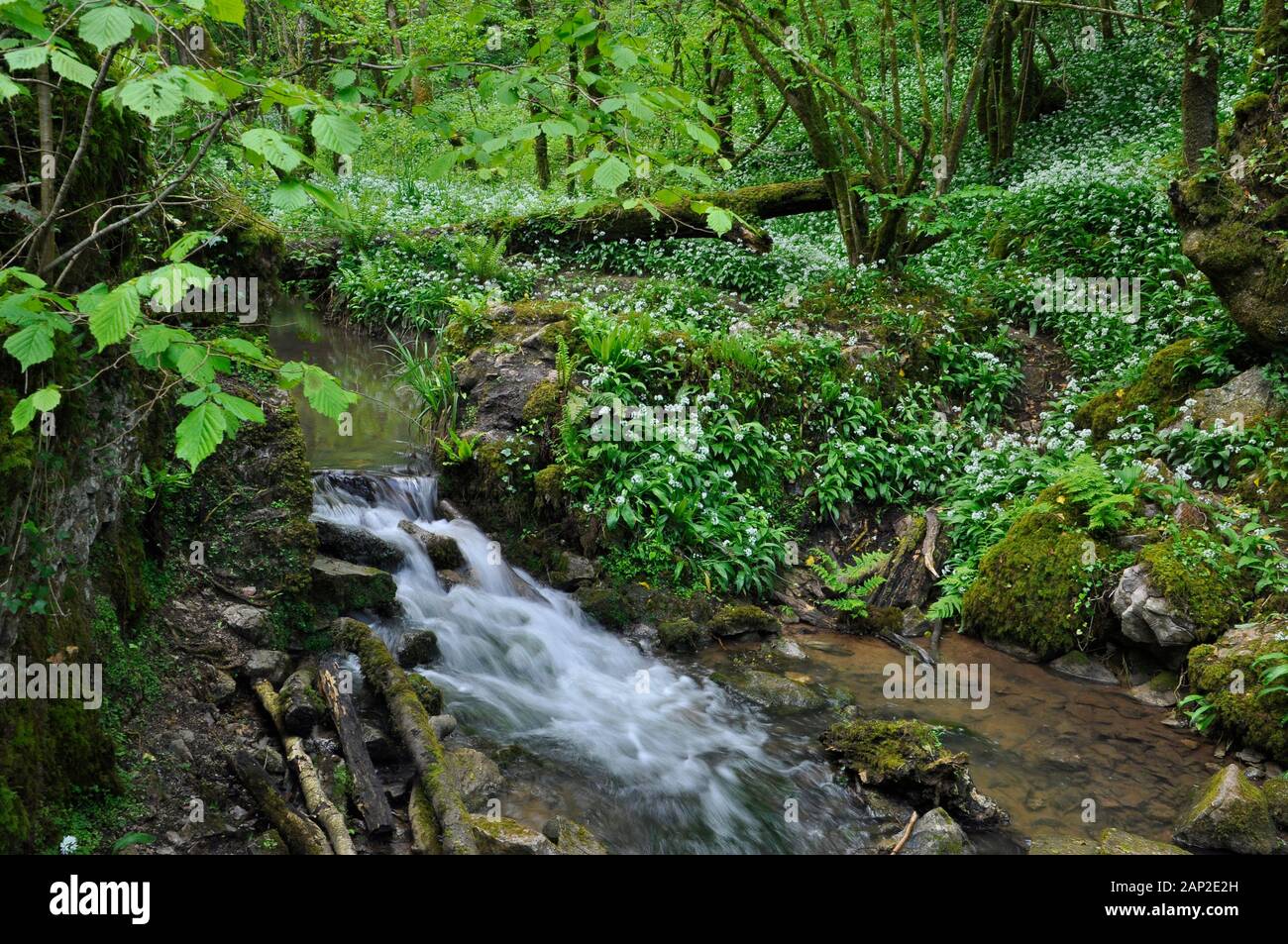 A small Stream flows over a waterfall in a wooded valley in spring time. Ransoms,(Allium ursinum),also known as wild garlic, buckrams, broad-leaved ga Stock Photo