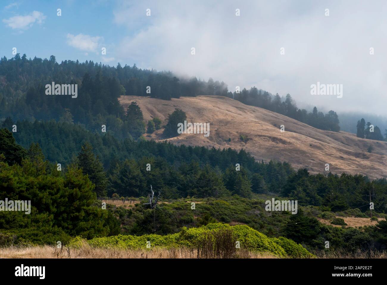 Sonoma County summer landscape, hills, forest, golden fields and fog on the coast of Northern California Stock Photo