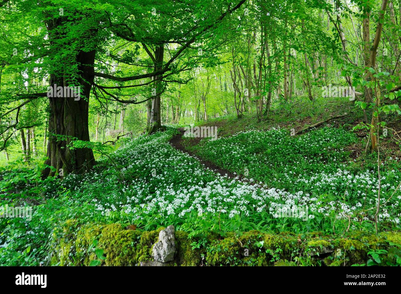 A path through a wooded valley in spring time. Ransoms,(Allium ursinum),also known as wild garlic, buckrams, broad-leaved garlic and wood garlic flowe Stock Photo