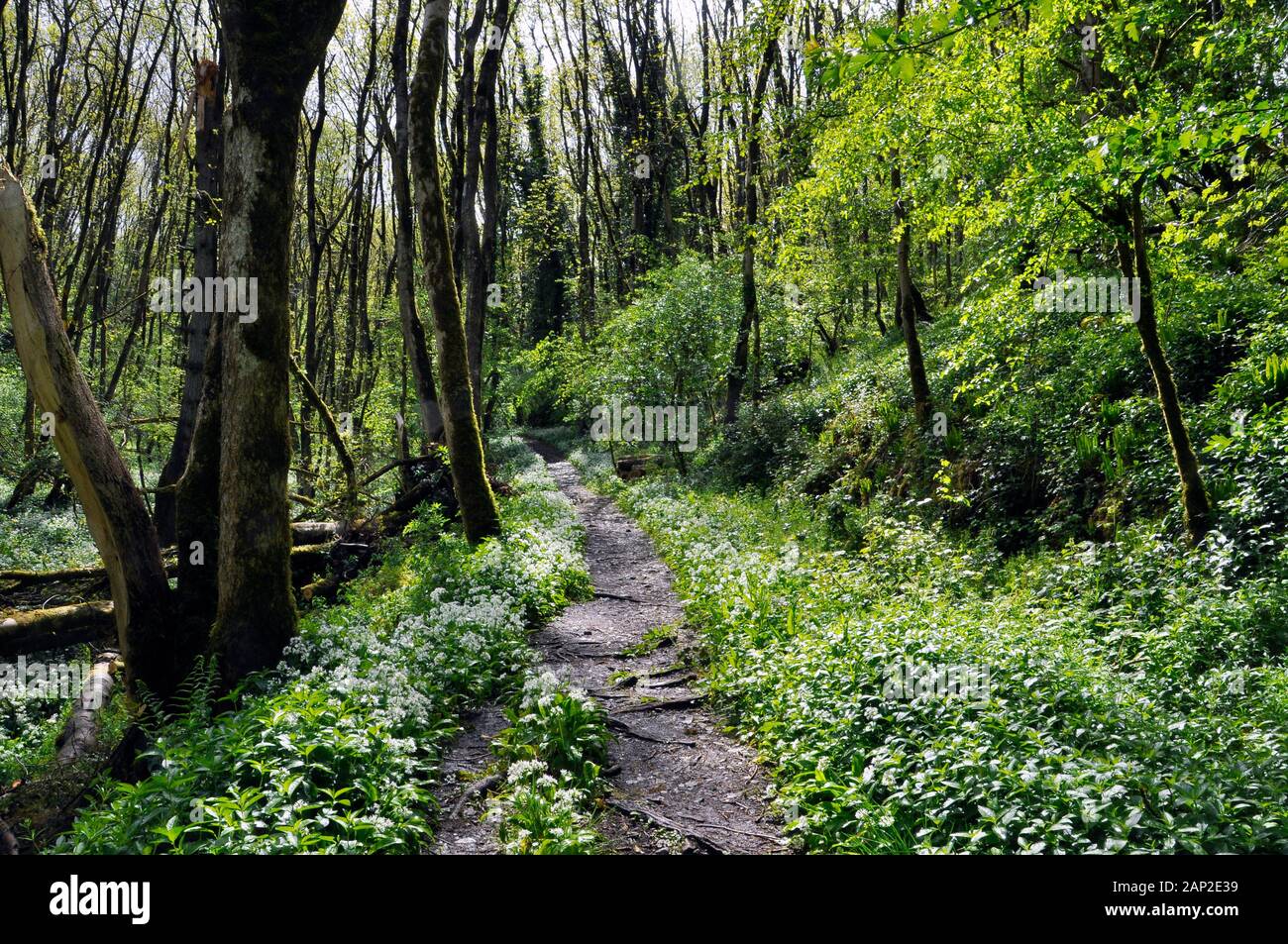 A sunlite path through a backlite wooded valley in spring time. Ransoms,(Allium ursinum),also known as wild garlic, buckrams, broad-leaved garlic and Stock Photo