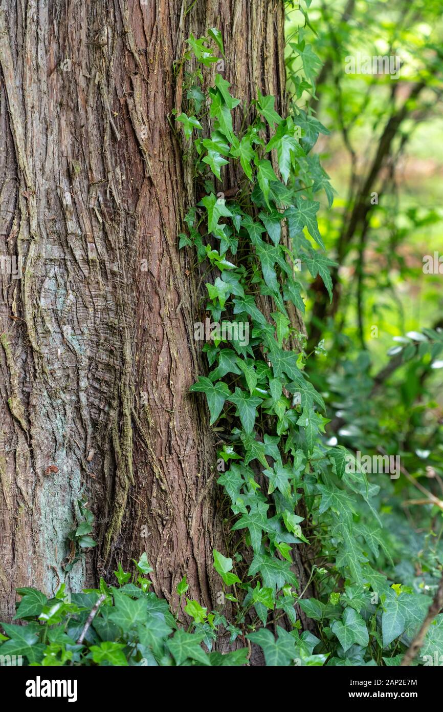 Lush, Green Ivy Growing Up a Tree Trunk Stock Photo