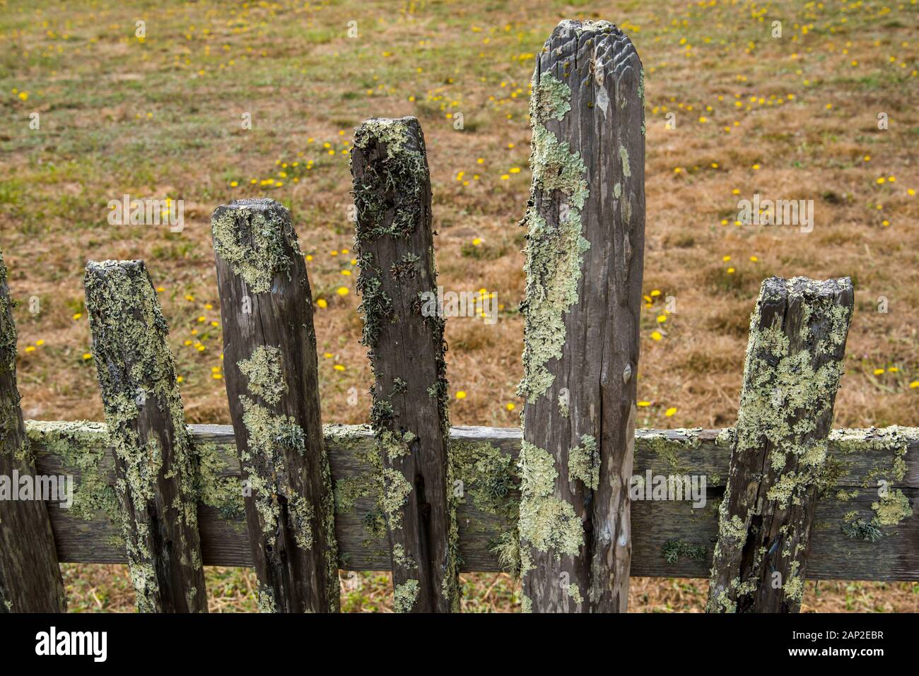 Detail of a lichen covered fence at Fort Ross State Historic Park on the Sonoma County coast of California Stock Photo