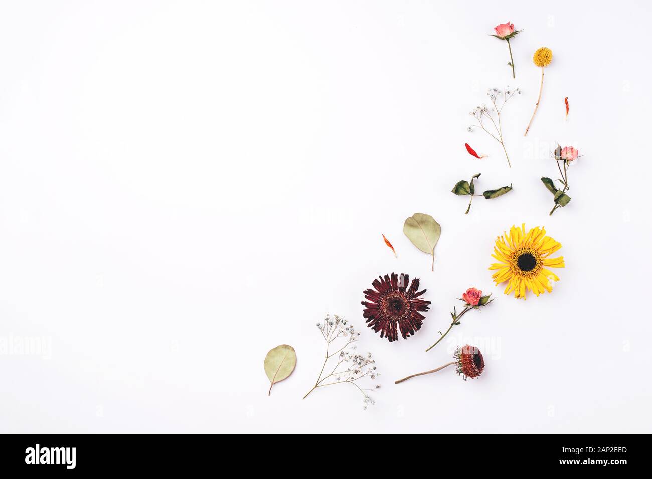 Composition of dry flowers on white background Stock Photo - Alamy