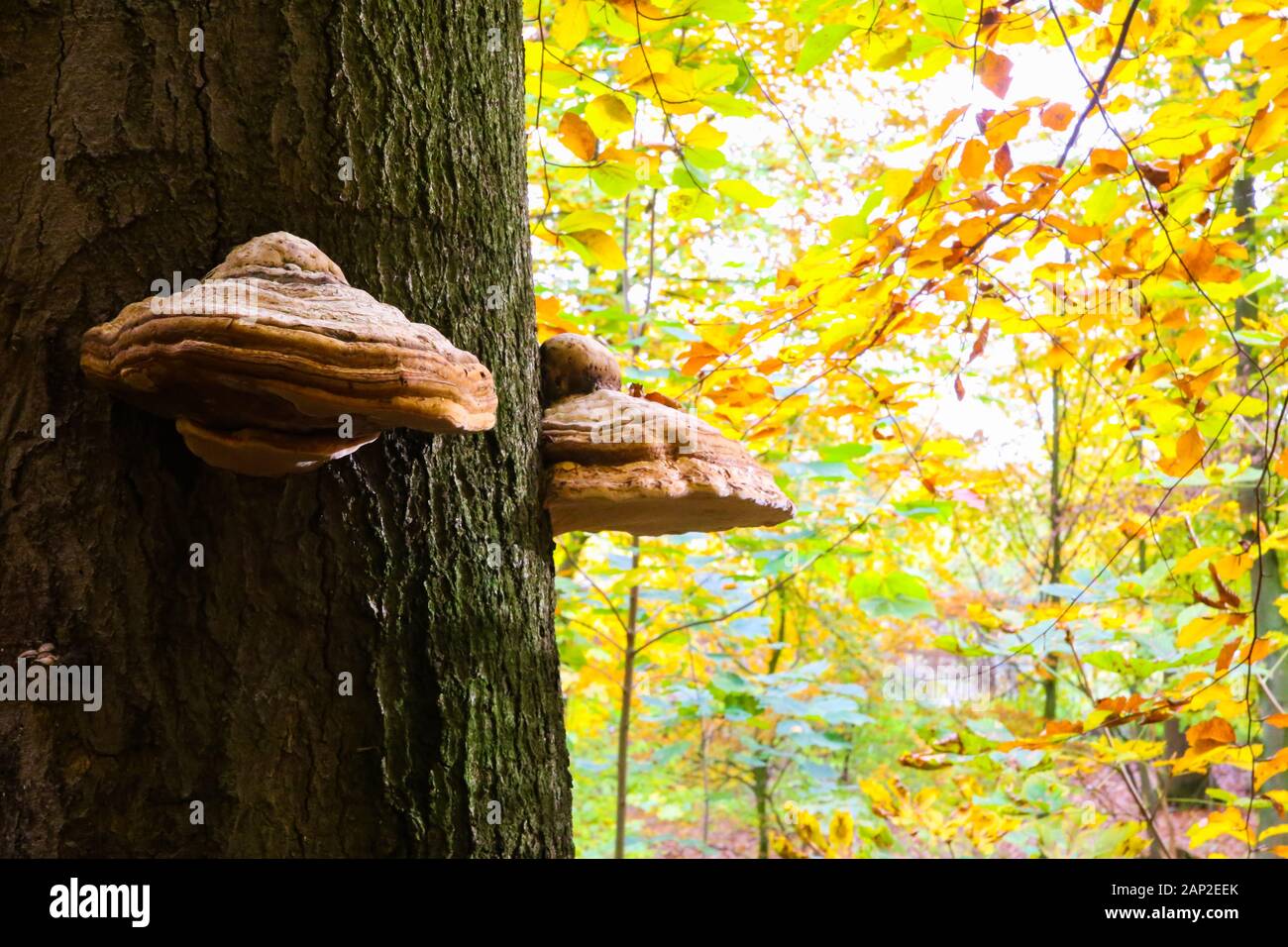 Belted birch tree polypore (piptoporus betulinus formitopsis betulina ...