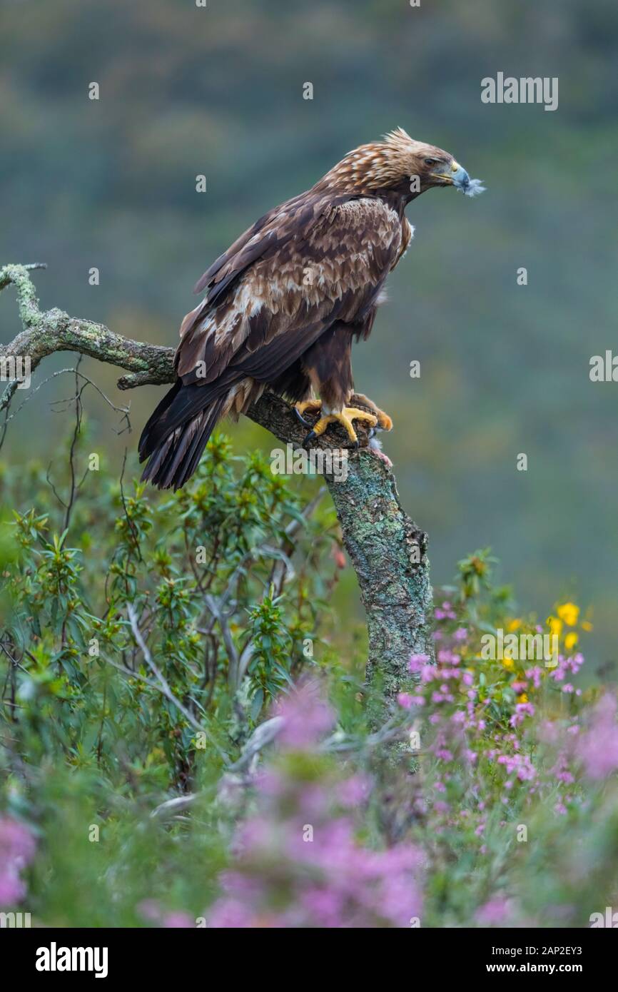 Golden eagle - Aguila real (Aquila chrysaetos Stock Photo - Alamy