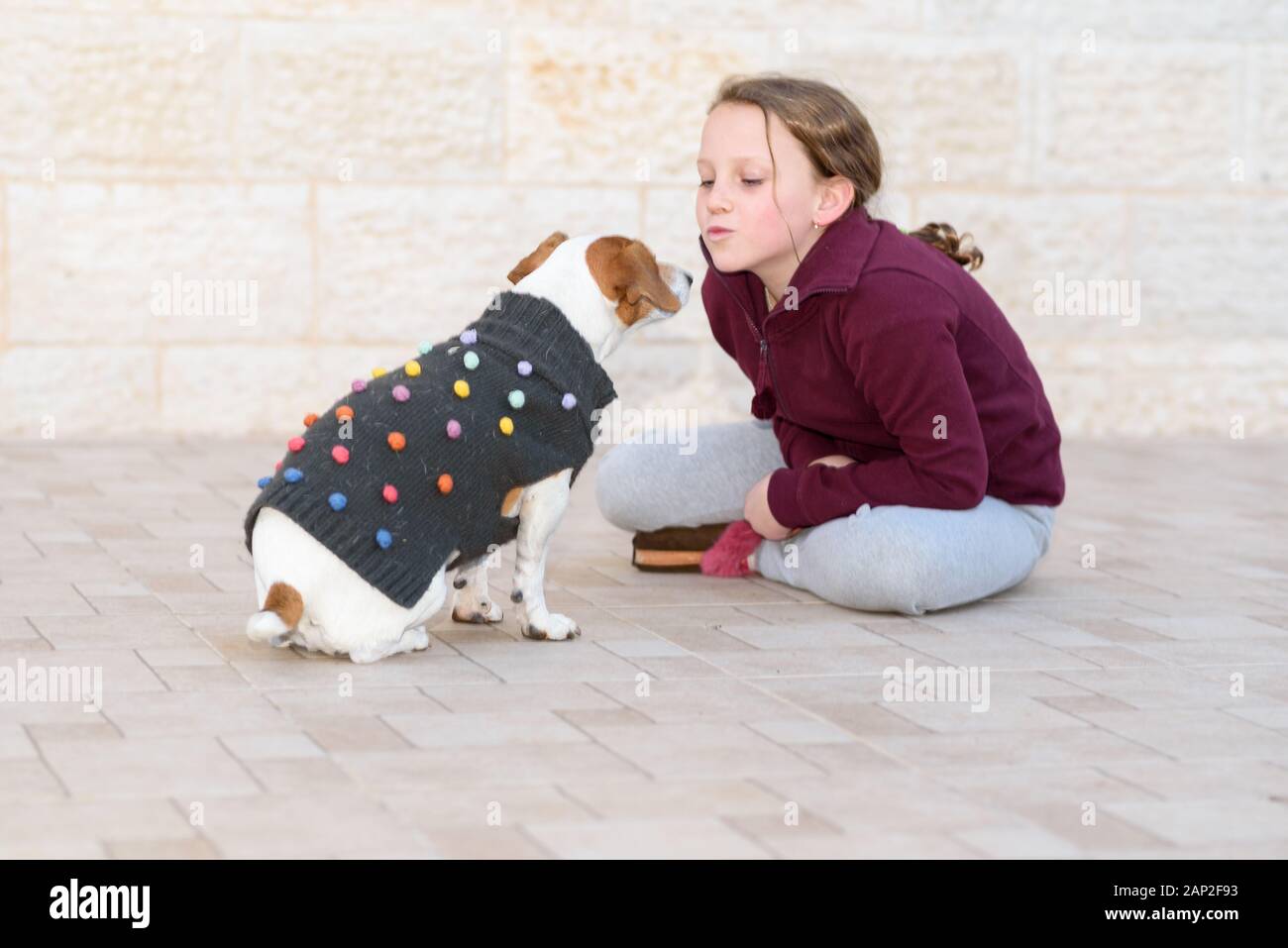 Little dog wearing a sweater playing and kissing with owner. Teenager