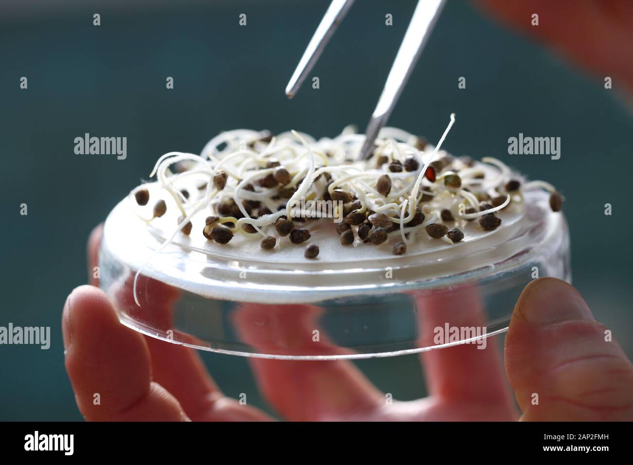 Studying sprouted seeds in a science lab Stock Photo Alamy