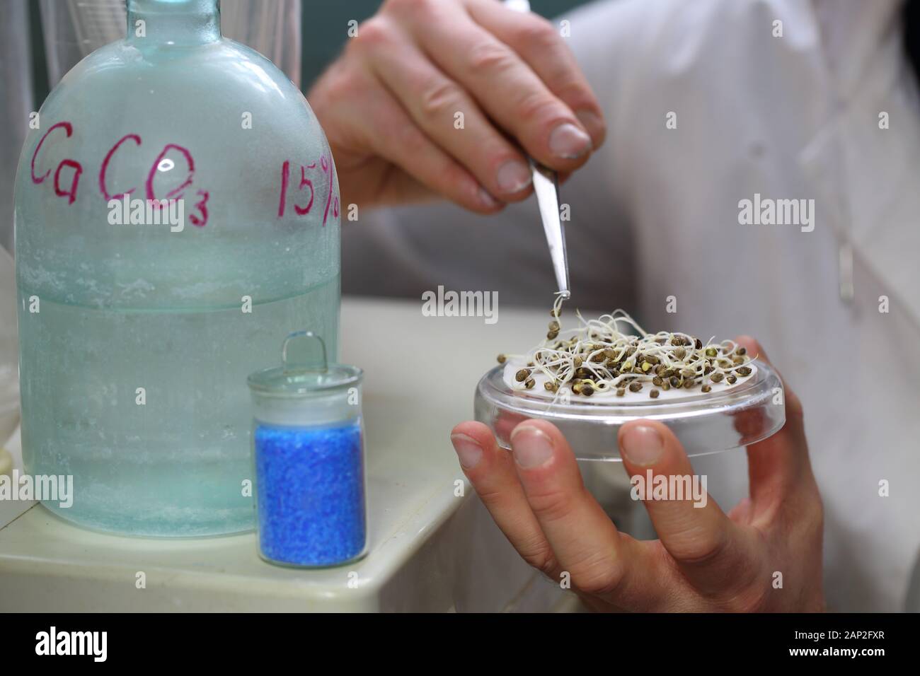 Studying sprouted seeds in a science lab Stock Photo Alamy