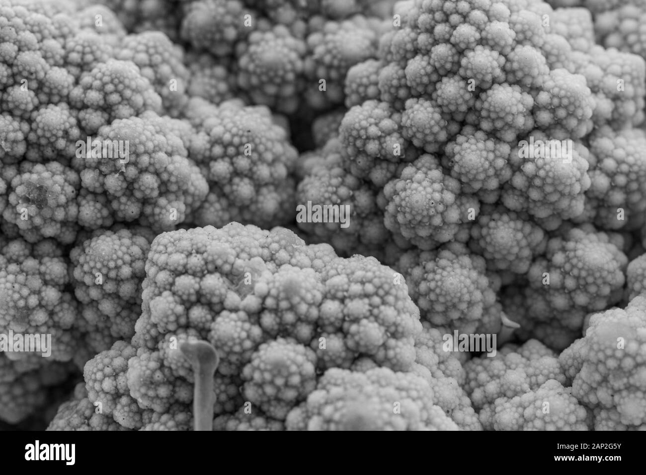 Romanesco cauliflower is an edible flower originated in Italy Stock