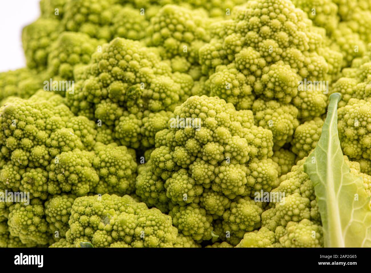 Romanesco cauliflower is an edible flower originated in Italy Stock