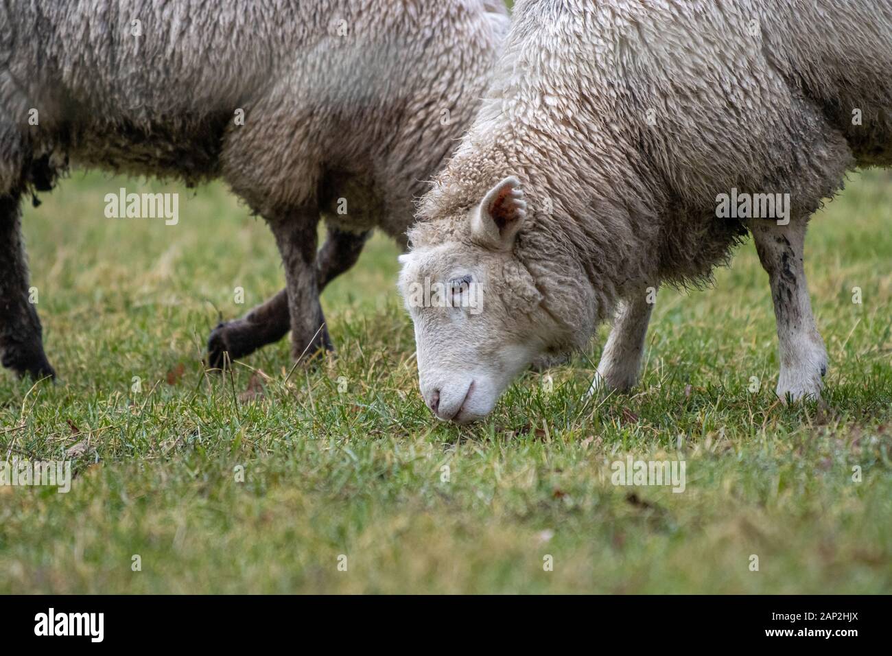 on a green meadow stands a sheep and eats grass Stock Photo - Alamy