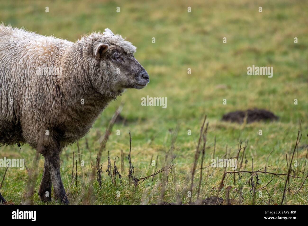 on a green meadow stands a sheep and eats grass Stock Photo - Alamy