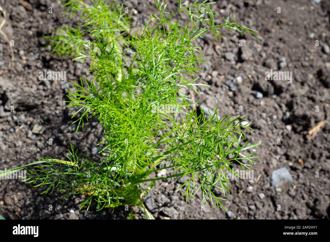 Fresh healthy young fennel growing in a vegetable garden to use as a
