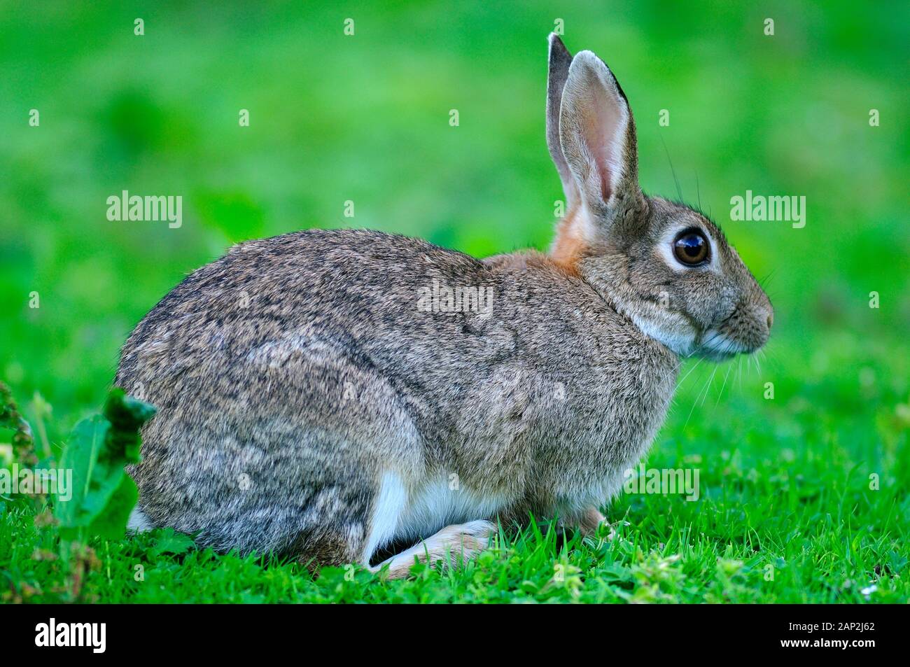 rabbit-oryctolagus-cuniculus-stock-photo-alamy