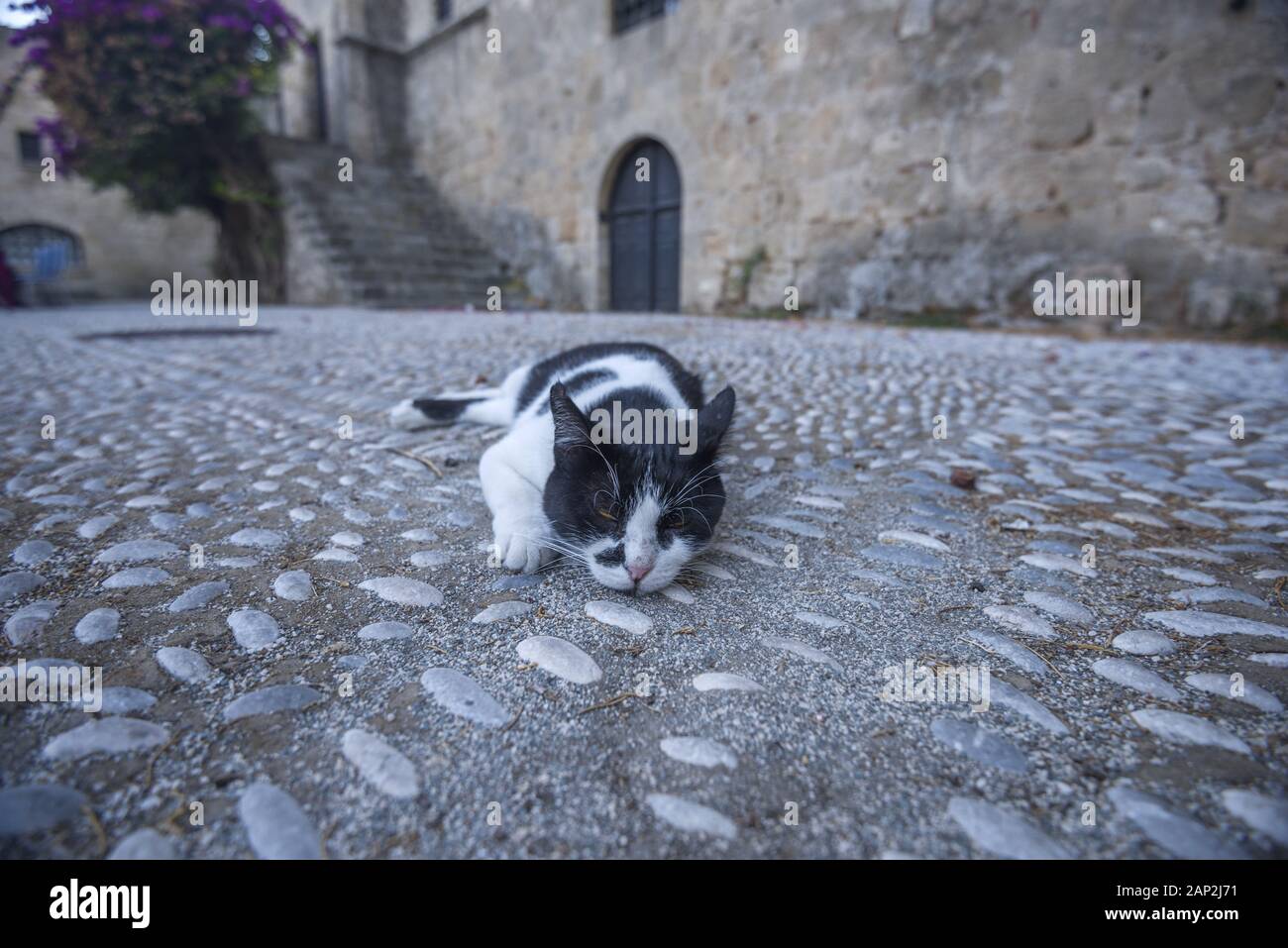 black and white cat lies in the yard in the medieval city Rhodes, Greece Stock Photo