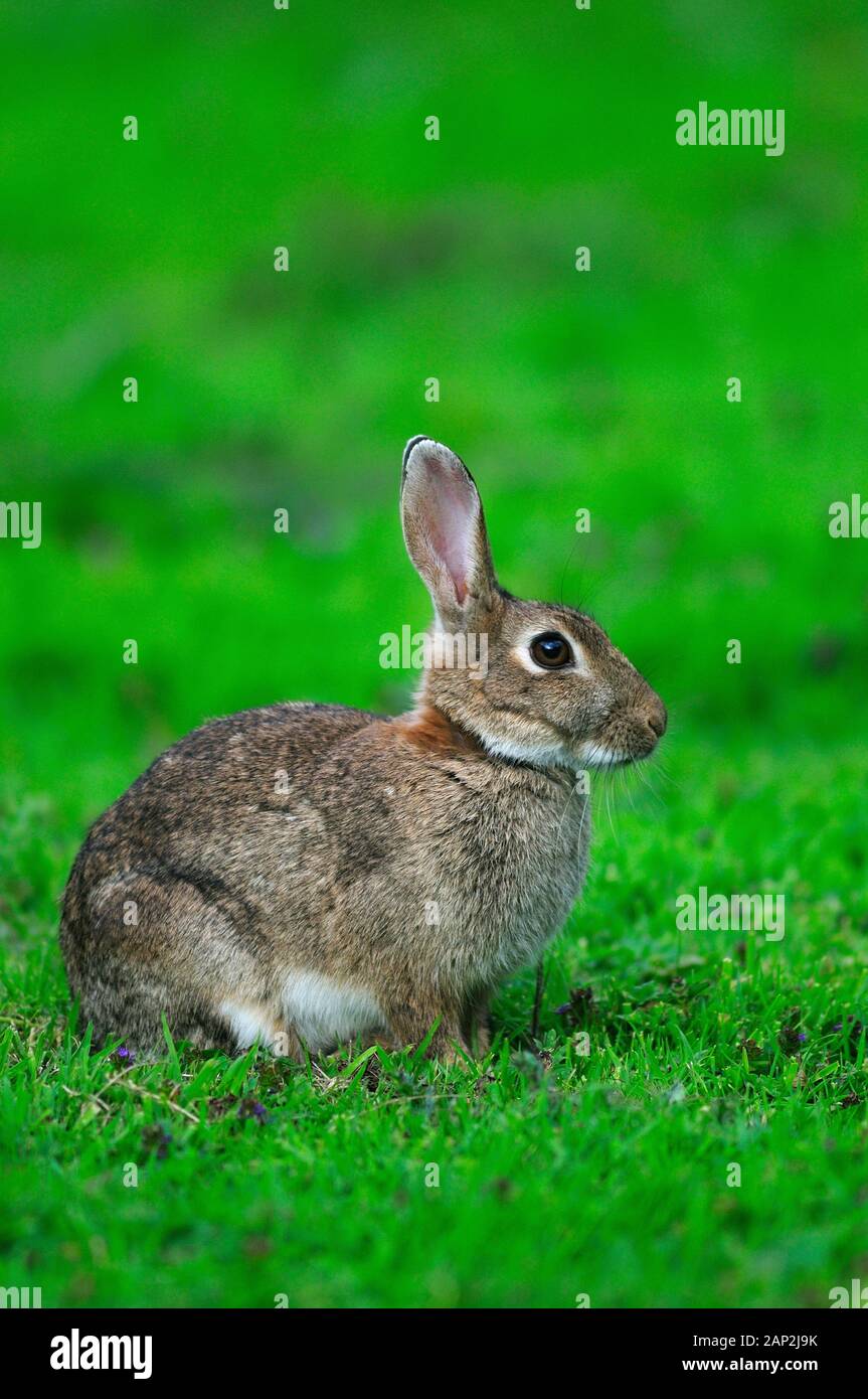  RABBIT Oryctolagus cuniculus Stock Photo - Alamy 