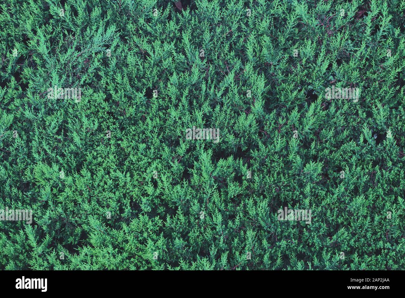 Thuja foliage texture. Nature background. Abstract natural texture Stock Photo