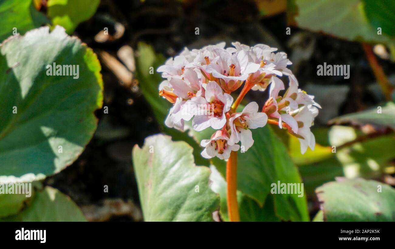 Bergenia Cordifolia flowers closeup Stock Photo