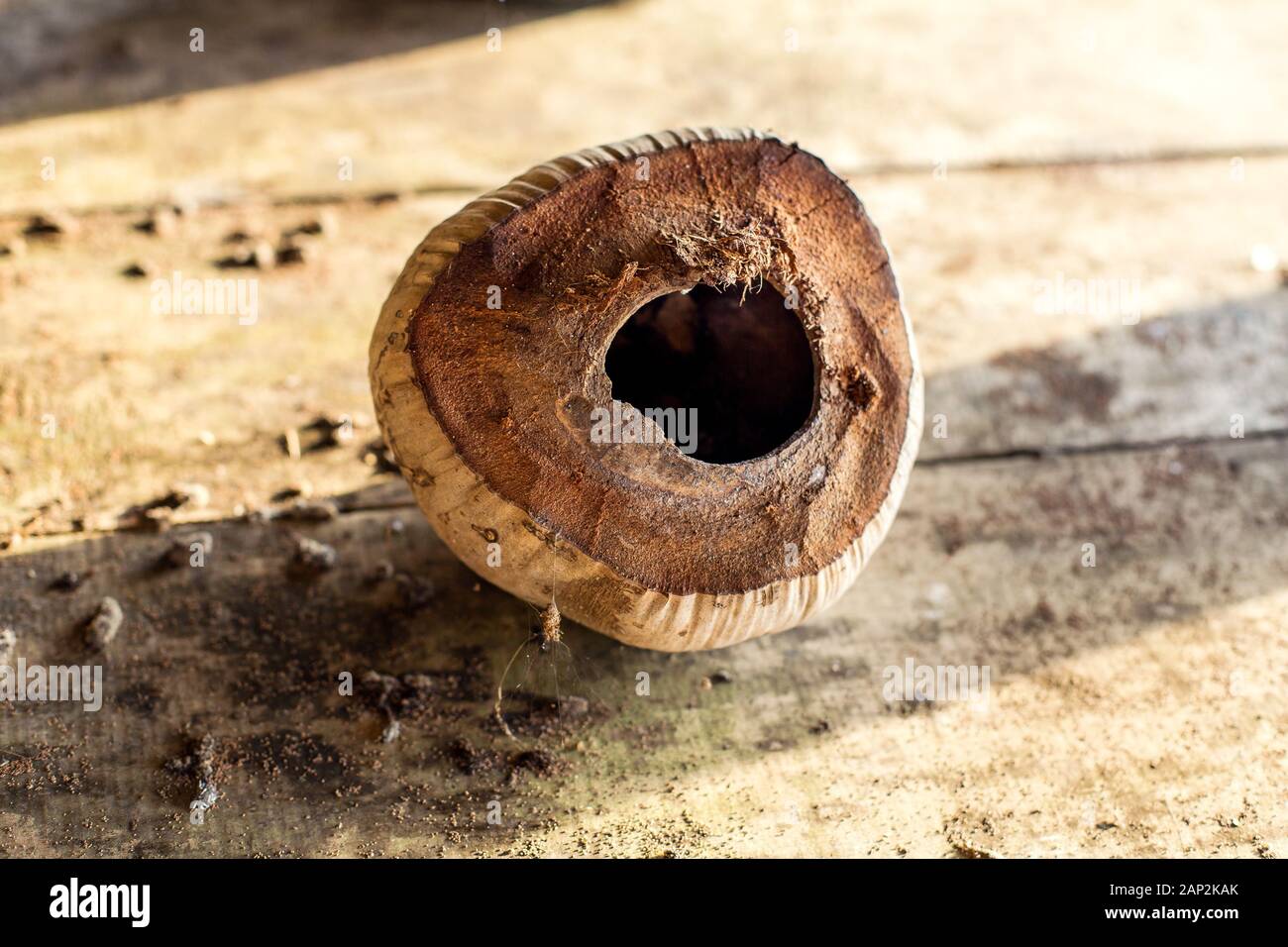 Dry peel of an old coconut close up Stock Photo - Alamy