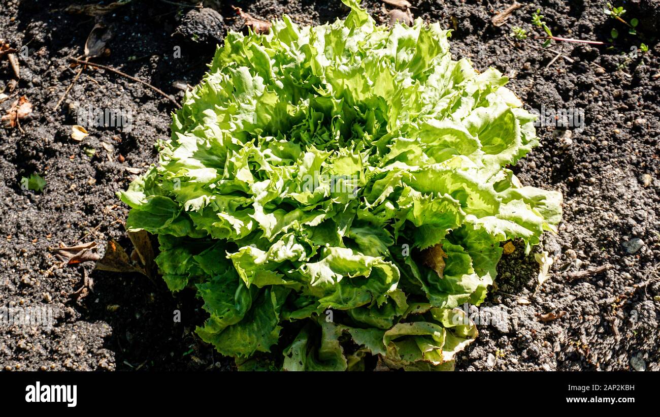 Escarole plants closeup Stock Photo - Alamy