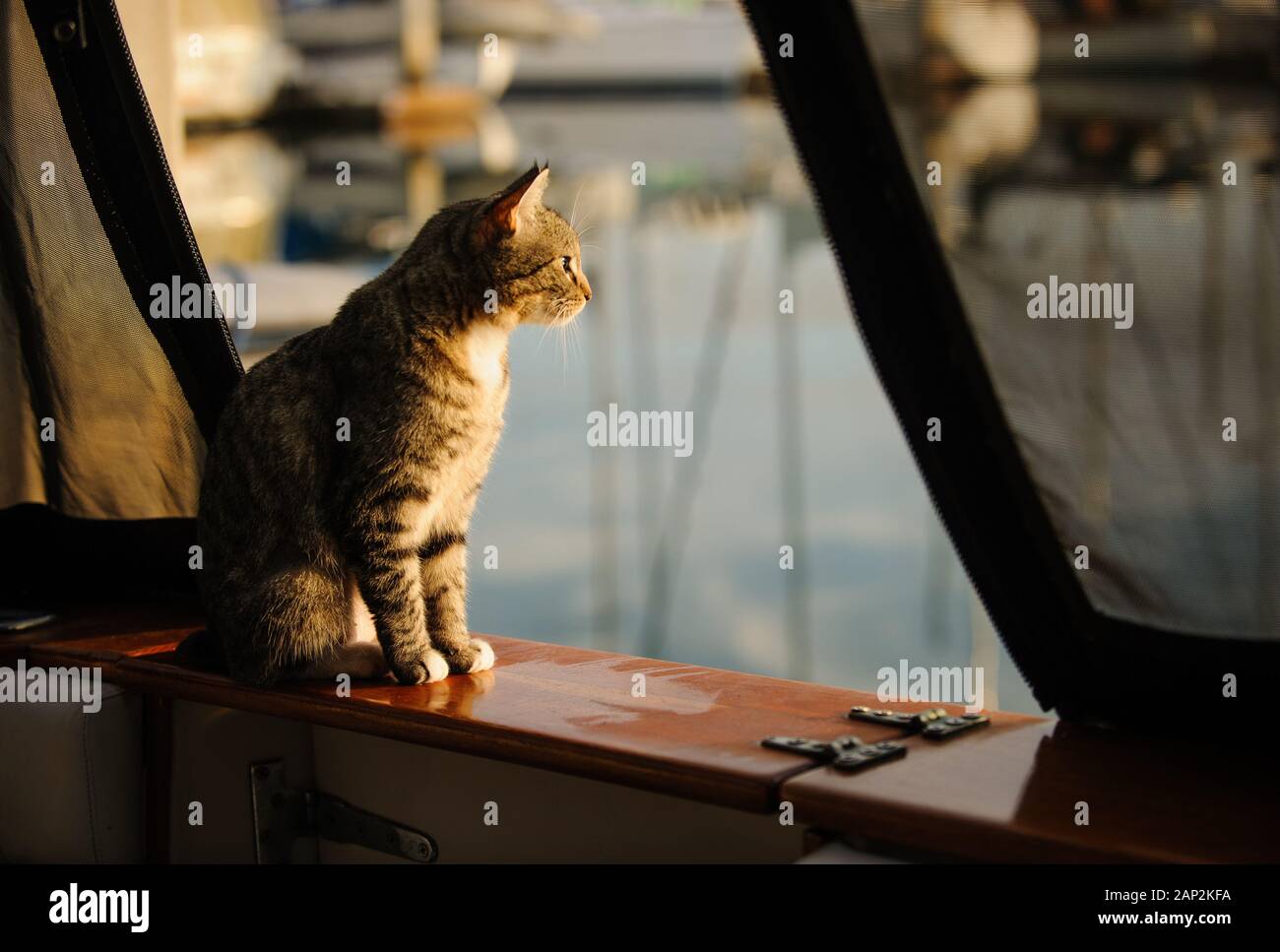 Tabby Cat outdoor portrait Stock Photo - Alamy