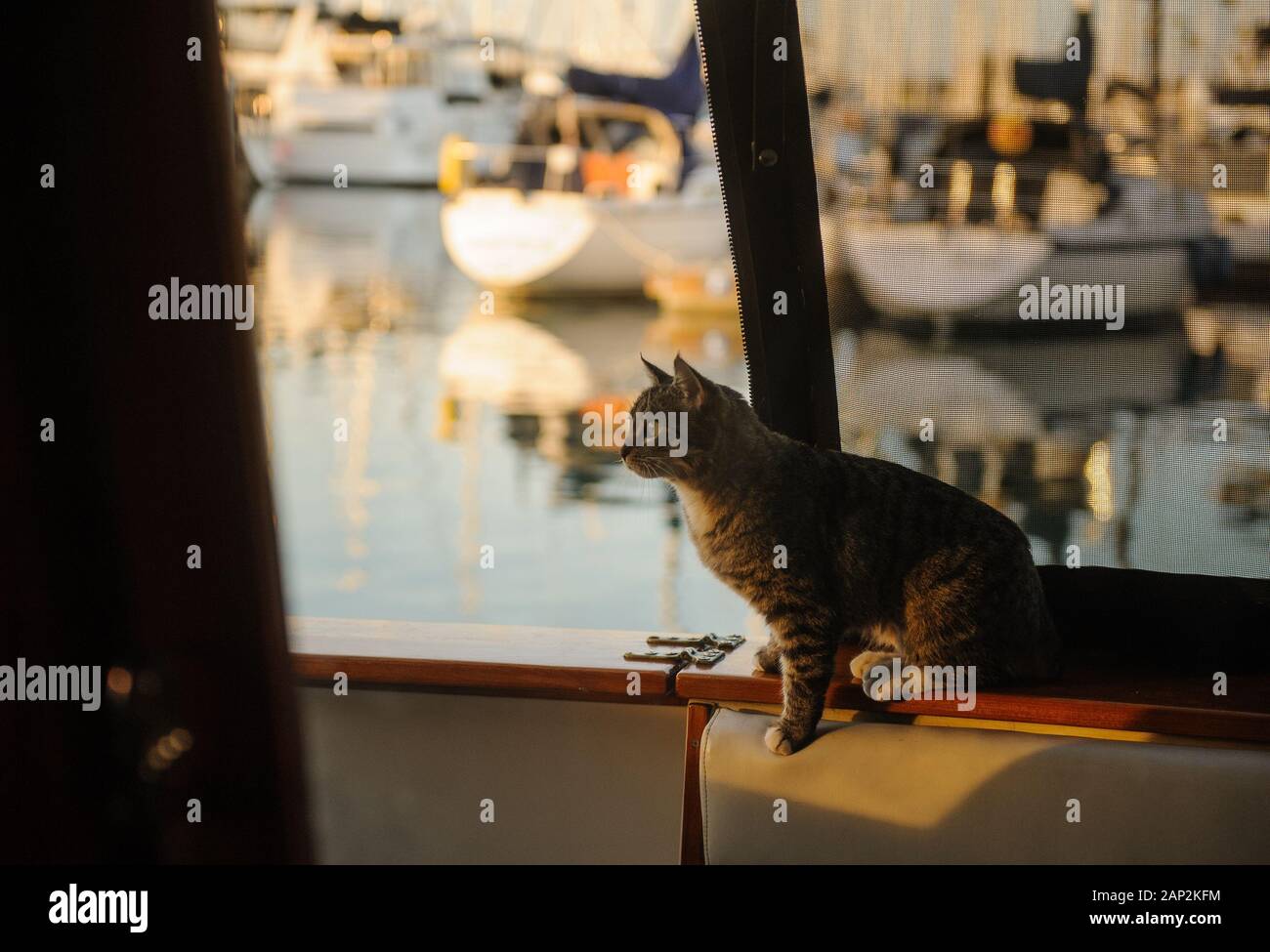 Tabby Cat outdoor portrait Stock Photo - Alamy