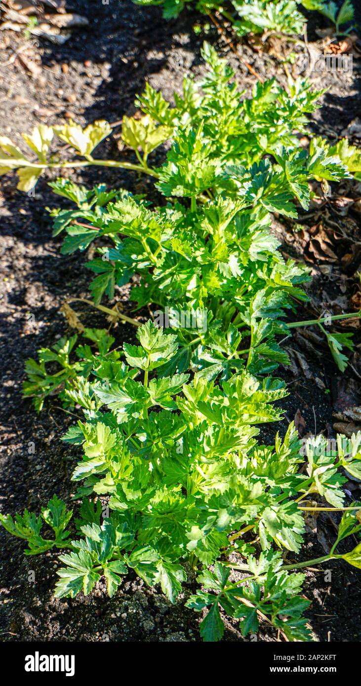 Golden Self Blanching Celery plants closeup Stock Photo