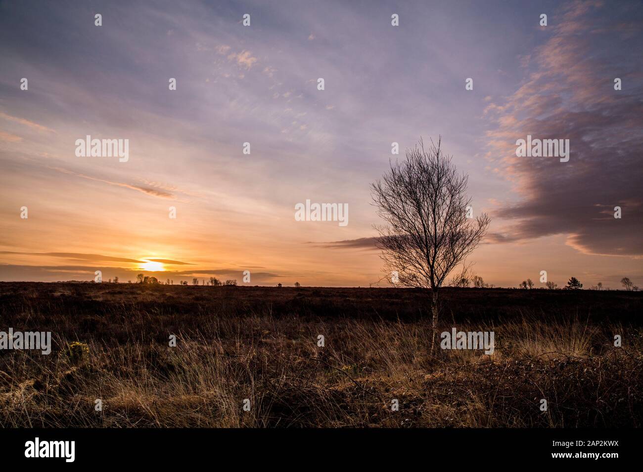 Pale sunrise over raised bogland and lone tree. Stock Photo