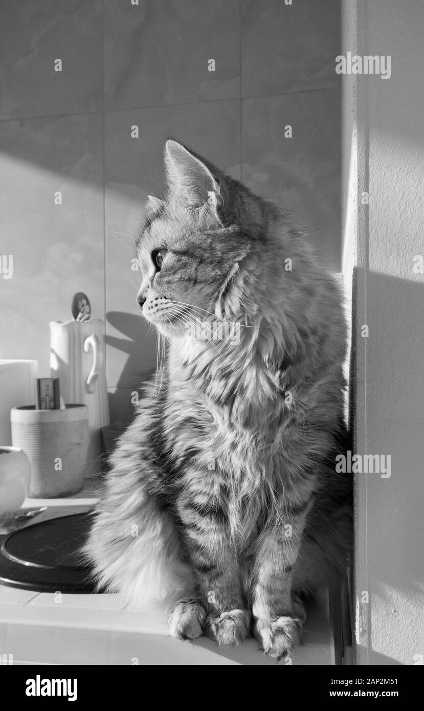 Brown Haired Stock Photos Brown Haired Stock Images Page 8 Alamy