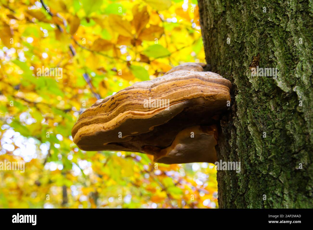 Belted birch tree polypore (piptoporus betulinus formitopsis betulina) growing on bark of dead tree with blurred golden yellow leaves background - Vie Stock Photo