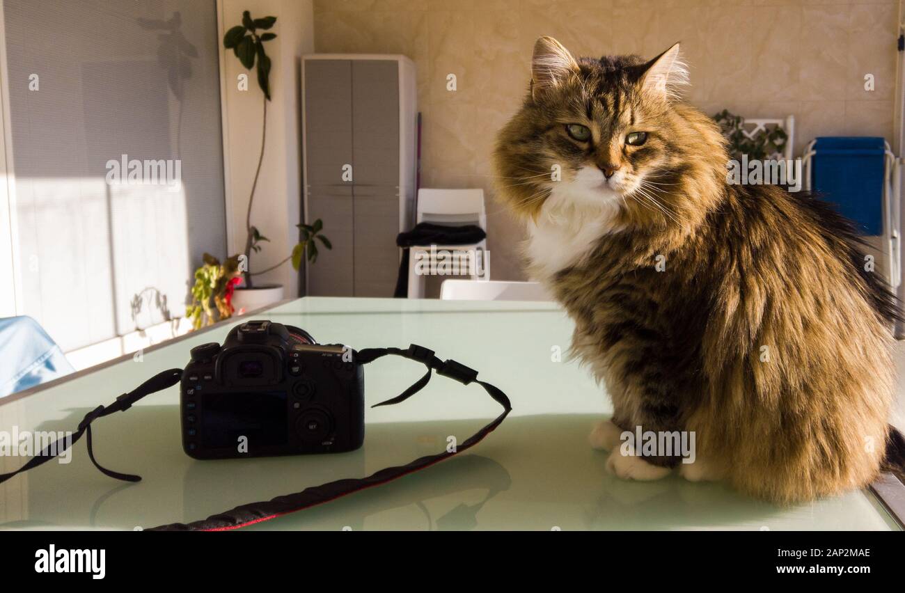 Brown Haired Stock Photos Brown Haired Stock Images Page 8 Alamy