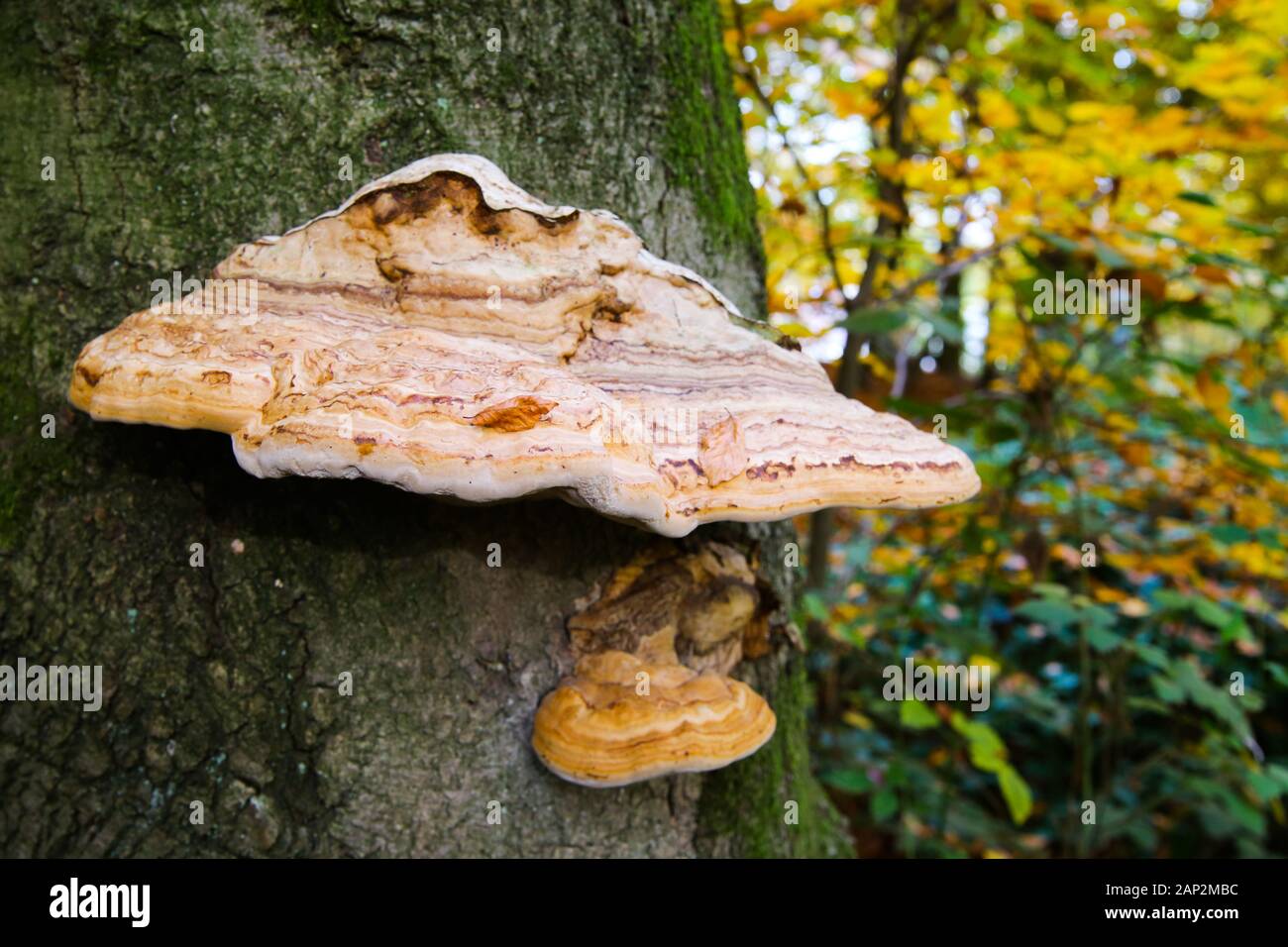 Belted birch tree polypore (piptoporus betulinus formitopsis betulina) growing on bark of dead tree with blurred golden yellow leaves background - Vie Stock Photo