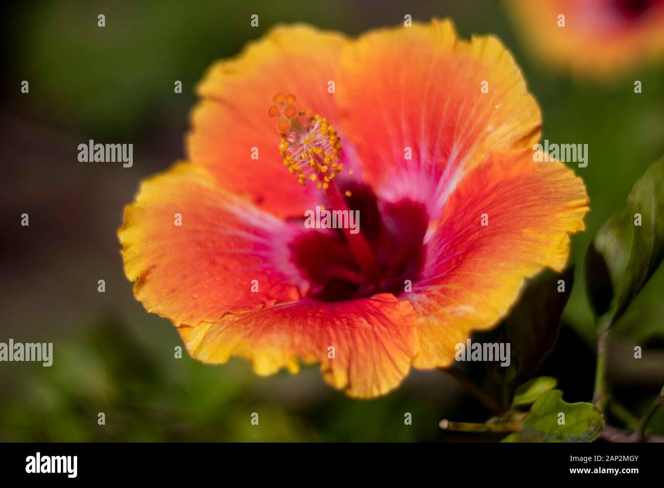 Beautiful hibiscus hi-res stock photography and images - Alamy