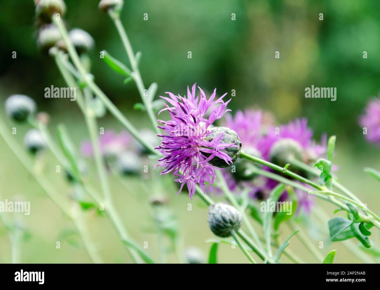 Purple Carduus flower on a background of green leaves, close-up, beautiful background Stock Photo