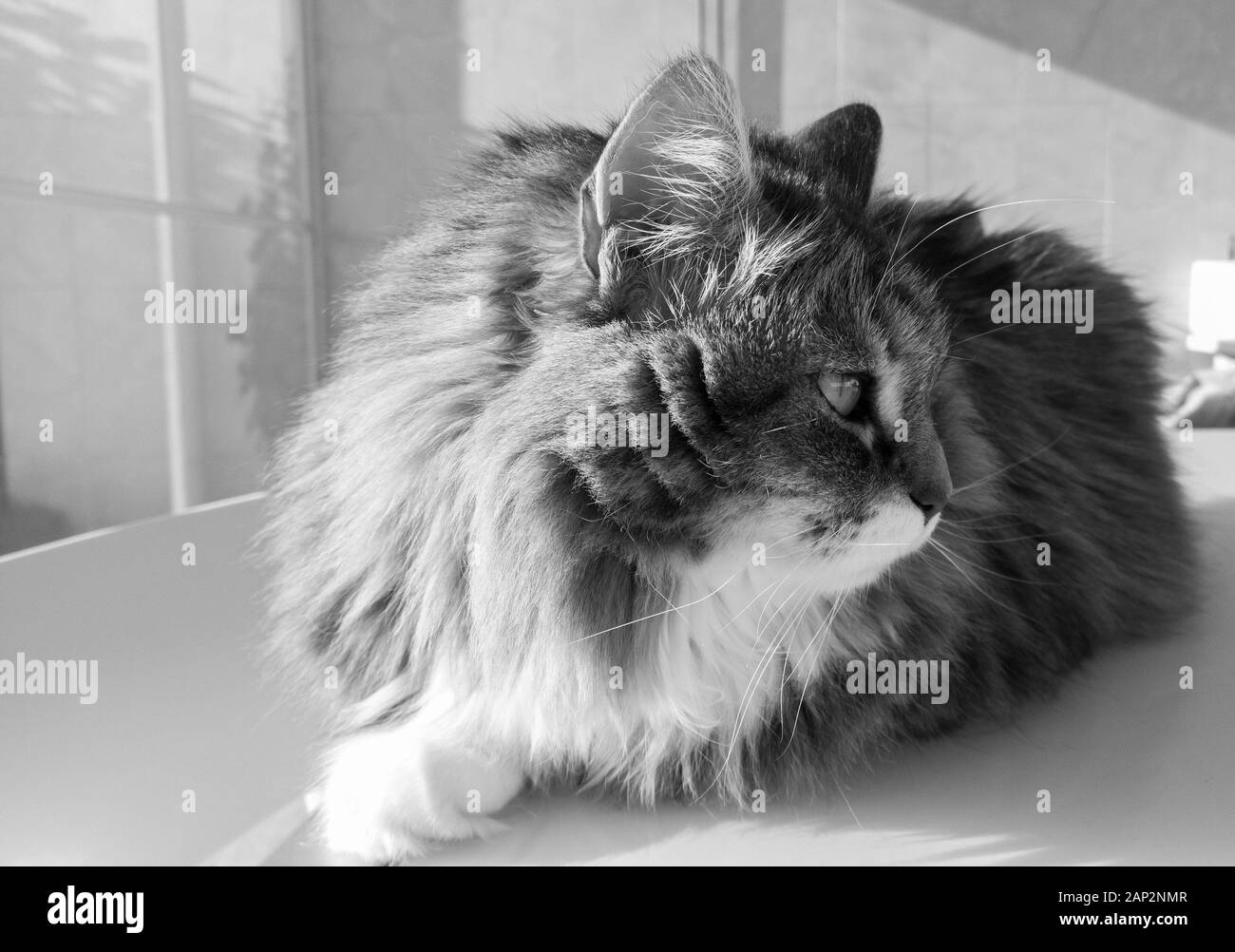 Long haired cat in relax ourdoor, hypoallergenic pet of siberian breed Stock Photo Alamy