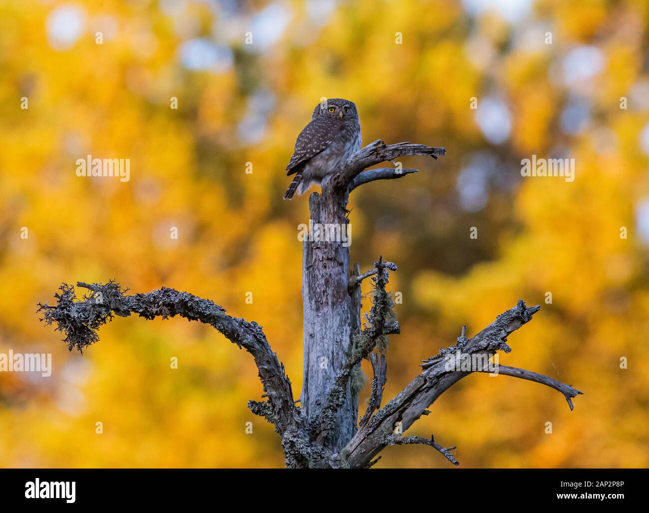 Eurasian pygmy owl (Glaucidium passerinum Stock Photo Alamy
