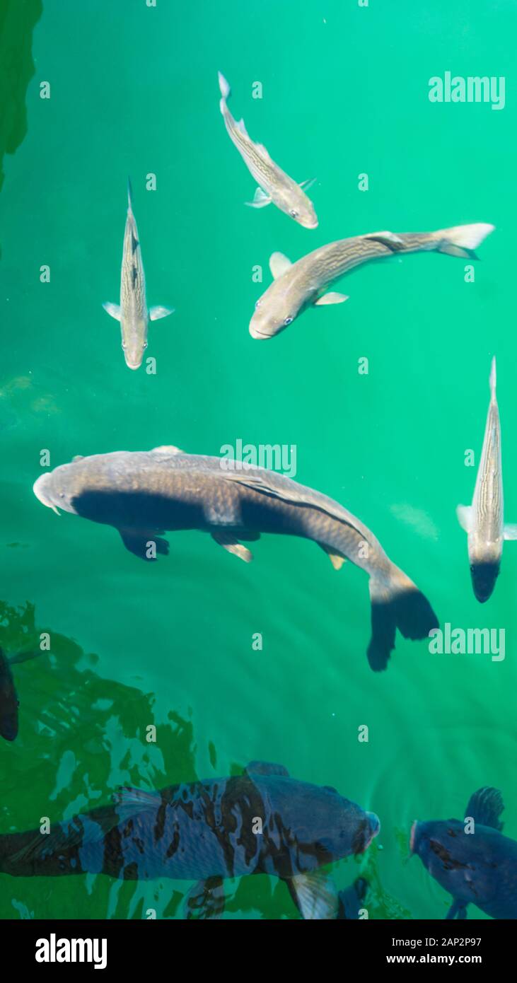 Carp in the green lake at Lake Mead, Arizona Stock Photo