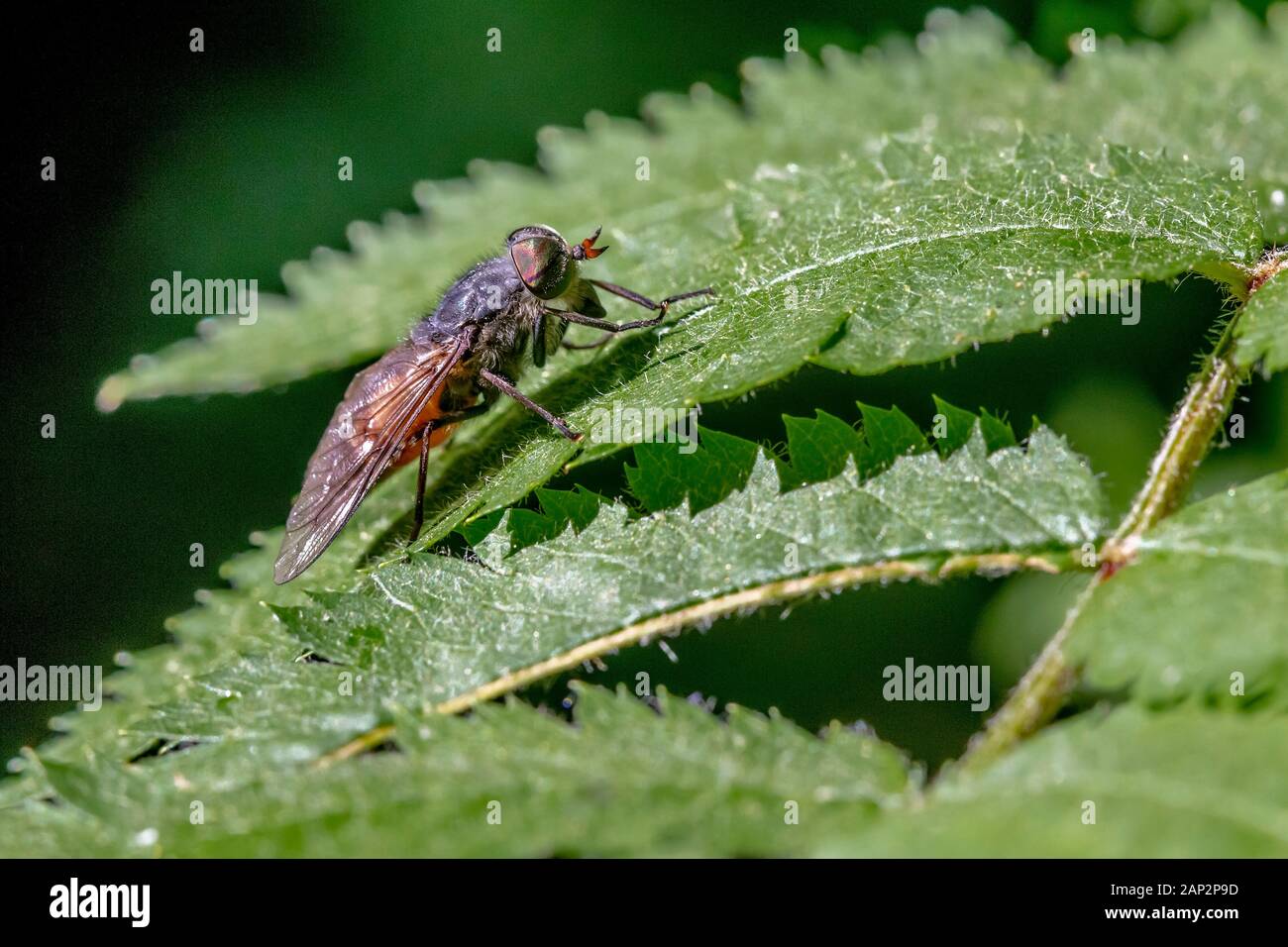 Horse-fly (Tabanus bovinus) Stock Photo