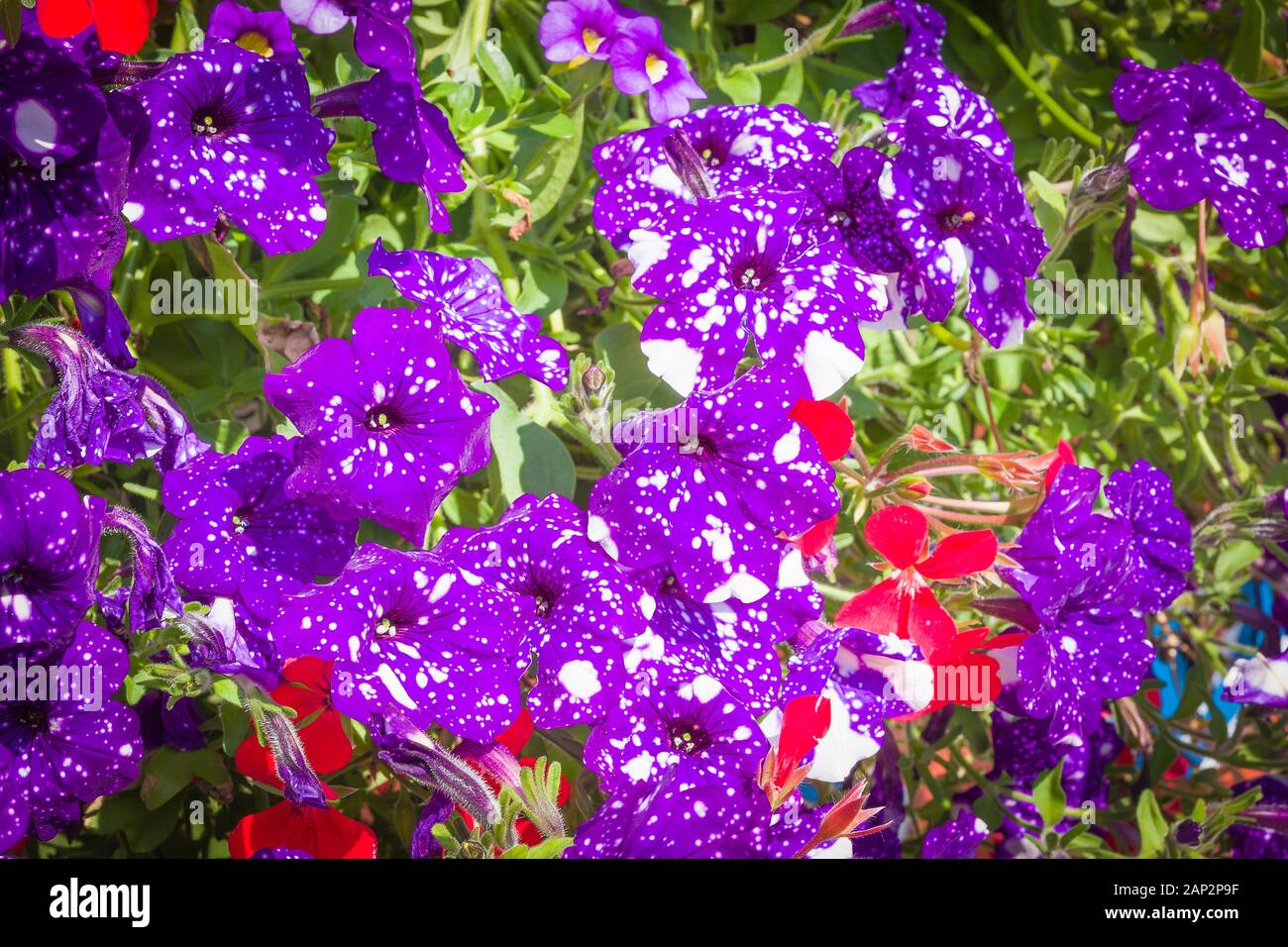 Purple petunias splashed with white form a centre-piece in urban floral decoration in UK Stock Photo