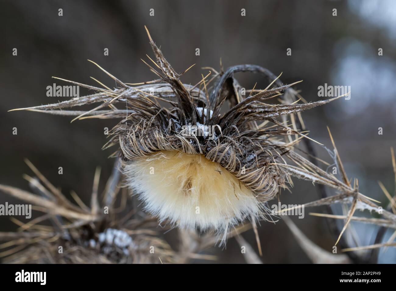 Corymbose Carline-thistle (Carlina corymbosa) at winter. Stock Photo