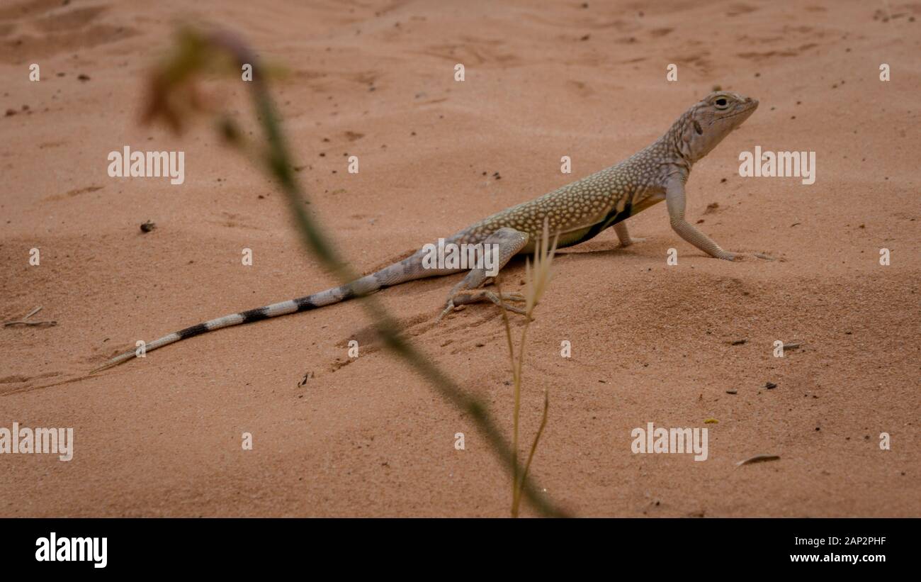 Mojave fringetoed (Uma inornata) lizard in the Mojave desert, USA