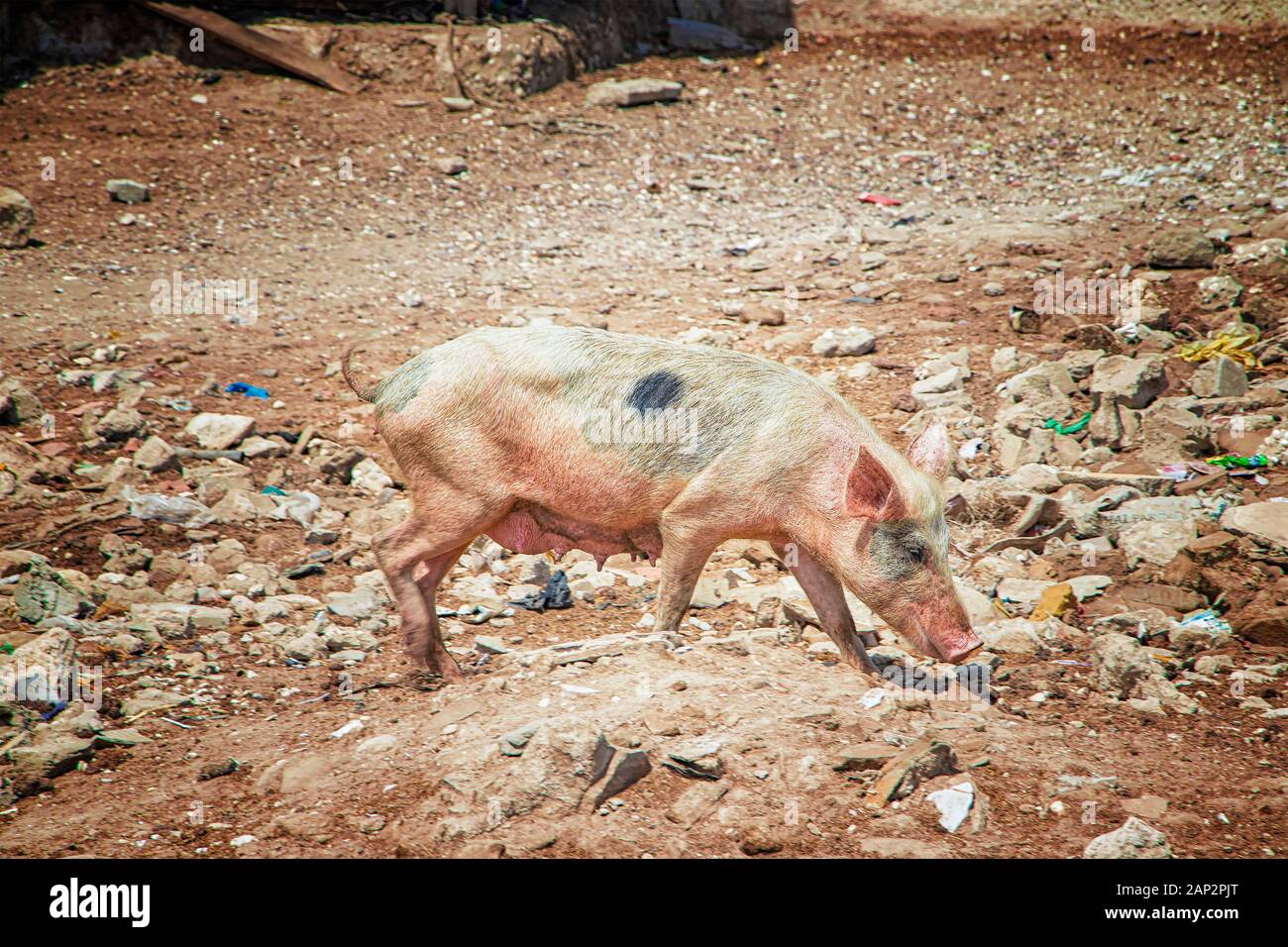 A pink pig running on Fadiouth Island in Senegal, Africa. There is garbage around. There is garbage around. It is the only place in Senegal where pigs Stock Photo