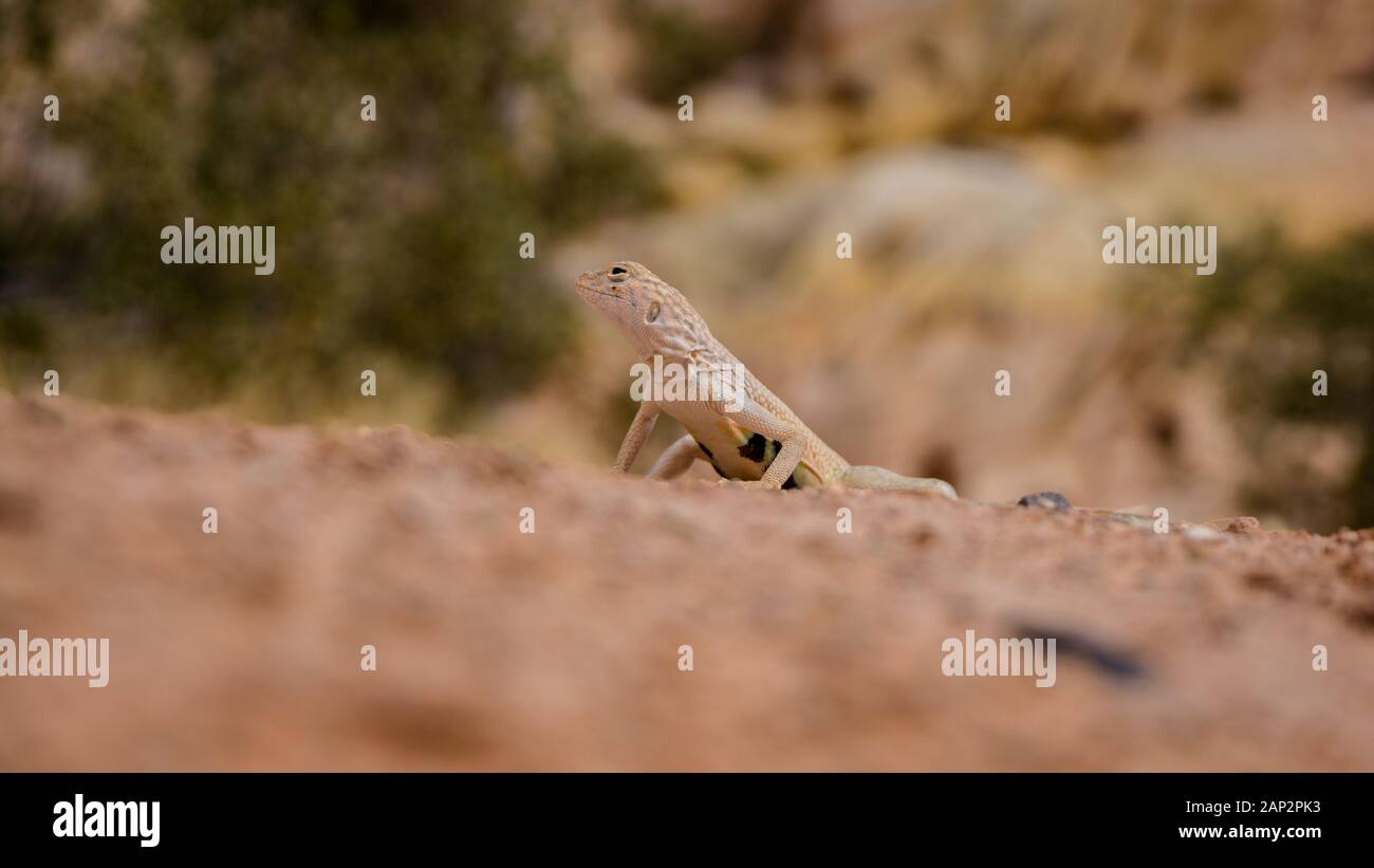 Mojave fringe-toed (Uma inornata) lizard in the Mojave desert, USA Stock Photo