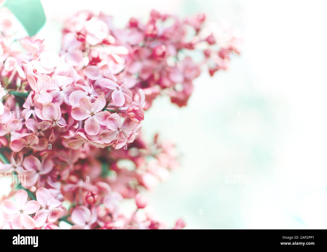 Beautiful purple lilac flowers. Macro photo of lilac spring flowers ...