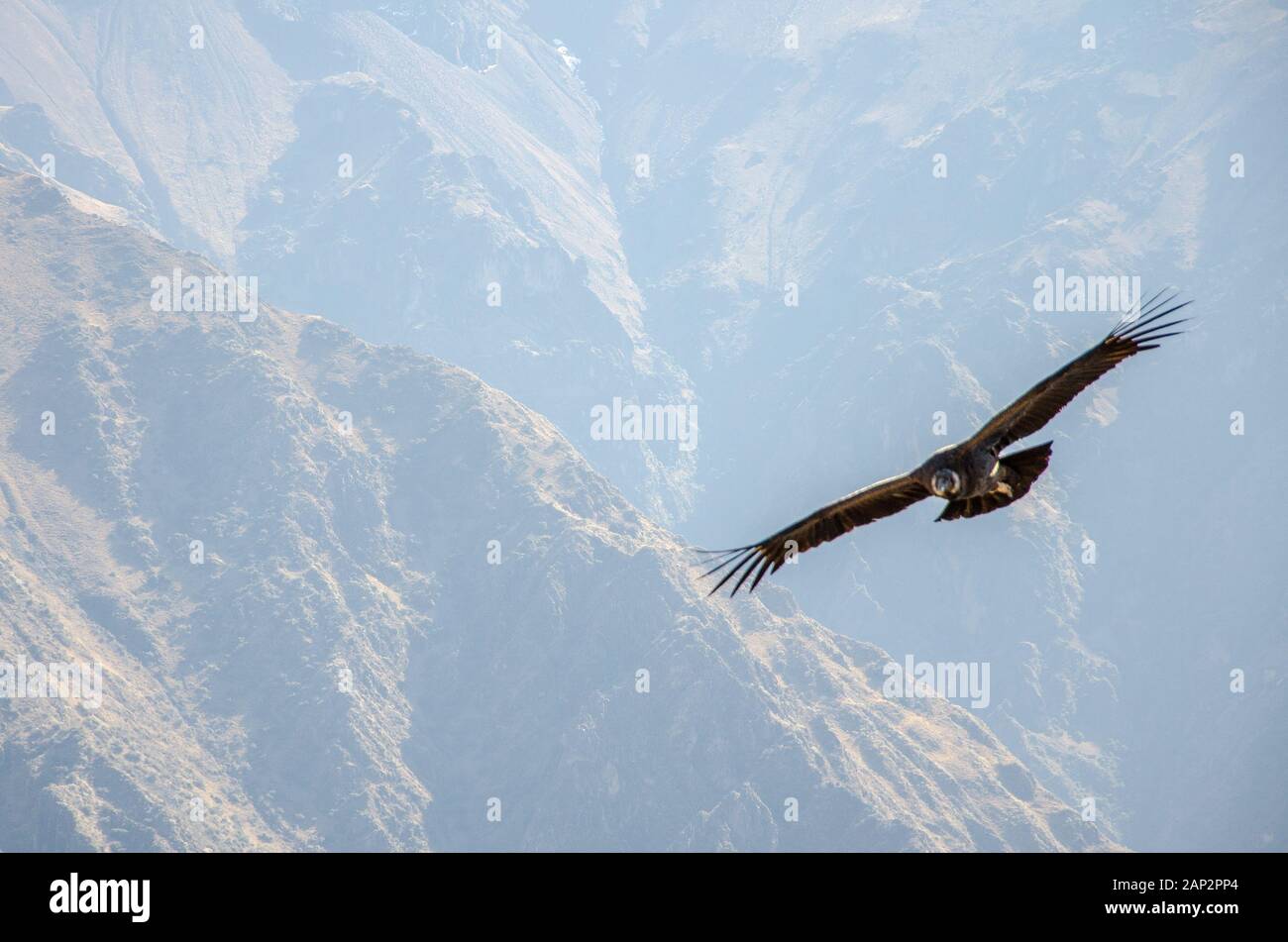 A condor flying between the narrow walls of calca canyon Stock Photo