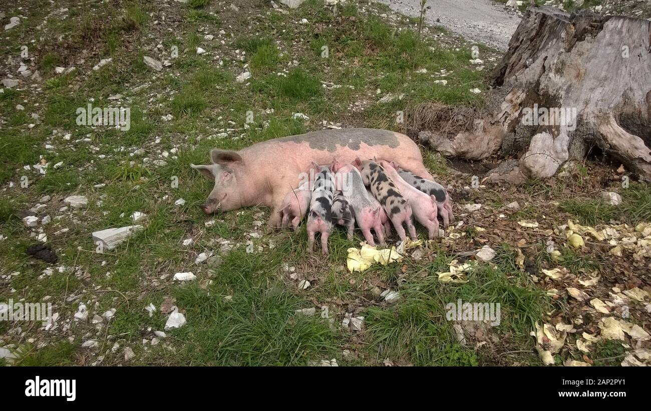 Pig feed piglets Stock Photo Alamy
